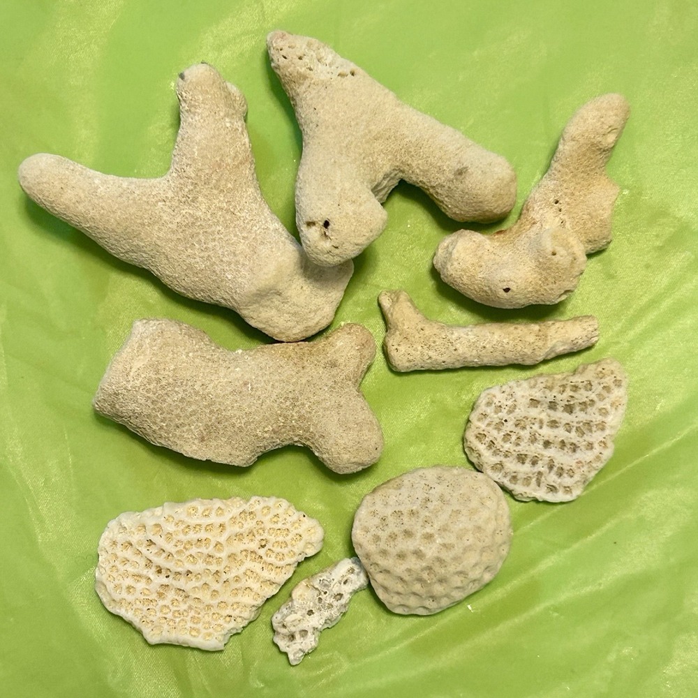 9 pc Coral Fossils Mixed Lot Brain Surf Tumbled Branching Branch Aquarium Decor
